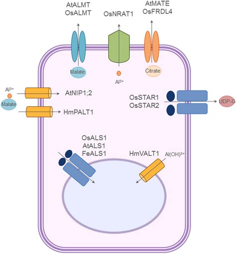 Schematic Illustration On The Function Of Various Transporters In The