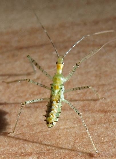 Nymph Or Adult And What Is It Zelus Renardii BugGuide Net