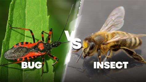 Bug vs Insect: What's The Difference? Are They The Same?