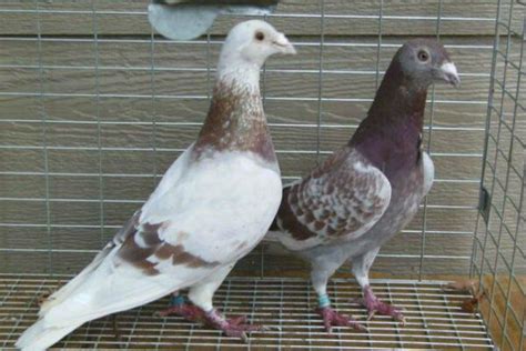 Pigeon Racing The Pros And Cons Of Average Speed Winning Pigeon