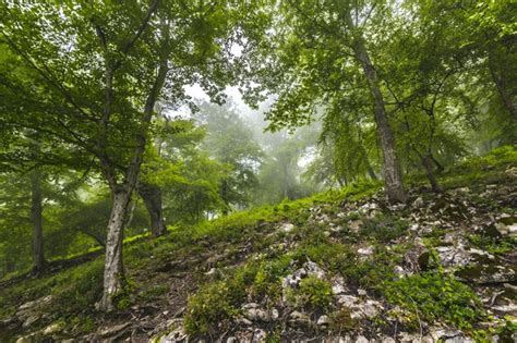 Premium Photo Beautiful Green Landscape Of Misty Wood