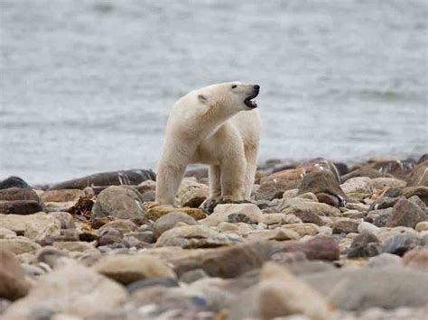 Population of polar bears decline in northeastern Canada - Prensa Latina