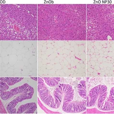 Histological properties of the liver, fat tissue, and colon sections ...