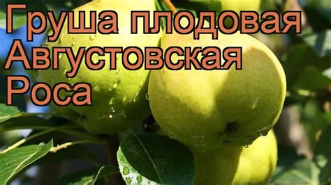 Груша плодовая Августовская Роса 🌿 обзор: как сажать, саженцы груши ...
