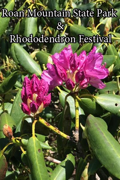 The Annual Roan Mountain Rhododendron Festival | HeySmokies