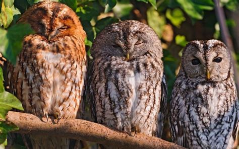 Birds Owls Predators Sit Wallpaper Background Best Stock Photos - Image ...