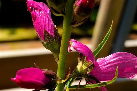 About Sidalcea Hare Spring Cottage Plants