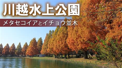 川越水上公園のメタセコイア並木埼玉の紅葉イチョウ並木2022年秋観光 旅行vlog Youtube