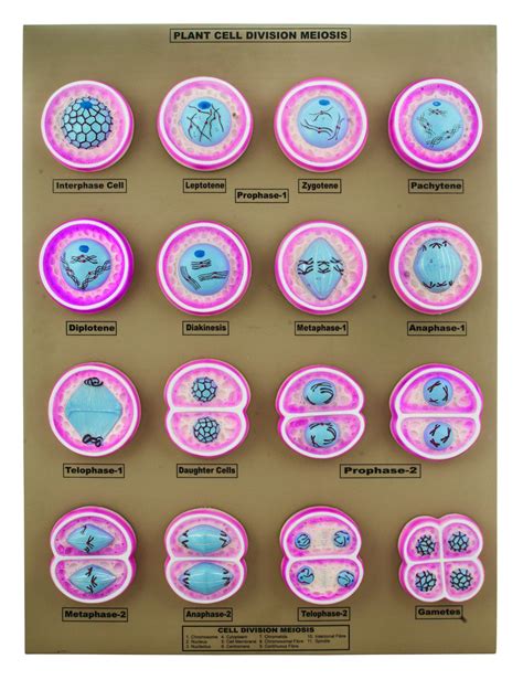 Interphase Meiosis Model - 16 Plant Cell Division Meiosis Model Mounted On Base 24 X18 Eis Eisco ...