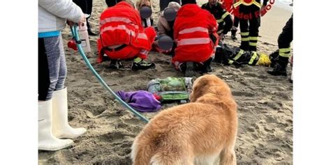 Padrone Si Tuffa In Mare Per Salvare Cane Rischia Di Annegare