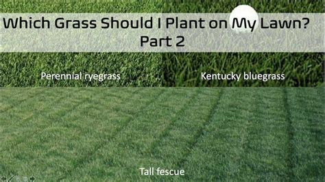 Kentucky Bluegrass Vs Buffalo Grass A Comparison Guide