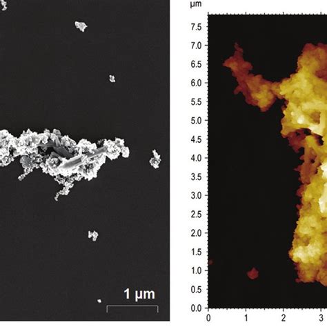 SEM Left And AFM Images Right Giving Dimensional Information On The