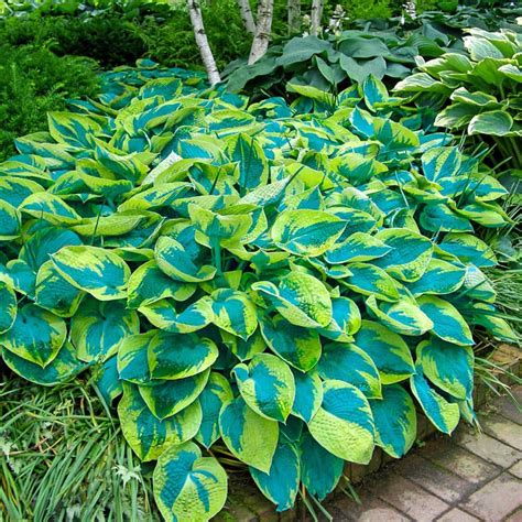 Gardens Alive 2 50 Qt Pot Tokudama Flavorcircinalis Hosta Potted