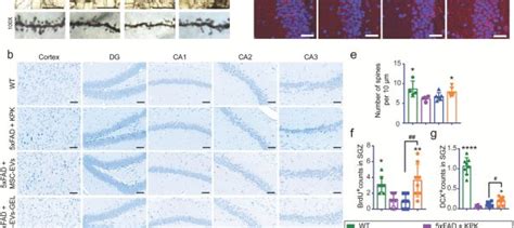 Exosome Therapy Creative Biolabs Exosome Blog