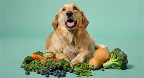 Qué verduras pueden comer los perros Bonza