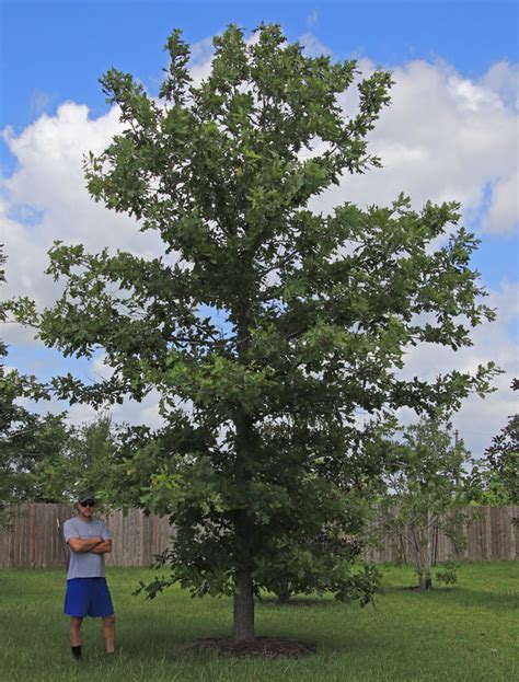 Overcup Oak Tree Southern Native Trees