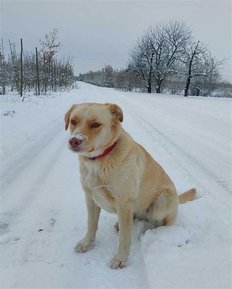 Zaginęła suczka kundelek w typie labradora Wilga OLX pl