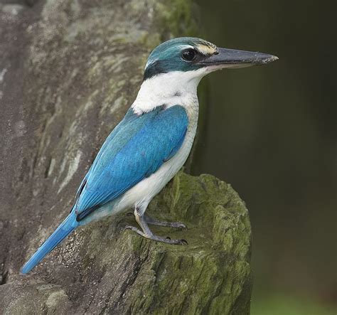 Collared Kingfisher Kingfisher Pet Birds Animals Beautiful