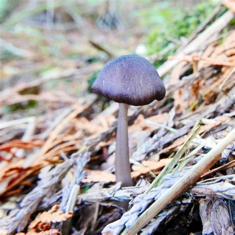 Entoloma Parvum In October 2019 By Natvik Small Black Entoloma Looking