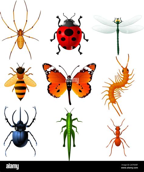 Colorful Insects Icons With Ladybug Bee Dragonfly Ant Centipede