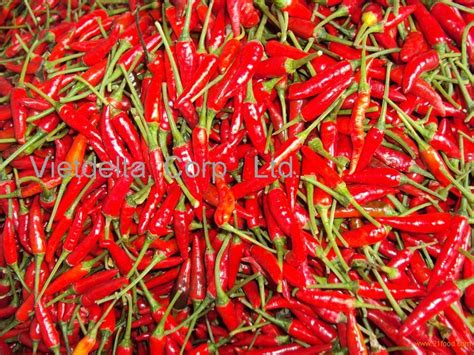 Fresh Red Chili Chilli Hot Pepper Big And Small Products Vietnam Fresh Red Chili Chilli Hot