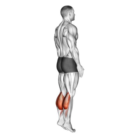 Seated Calf Raise Machine Video Guide Tips And Variations