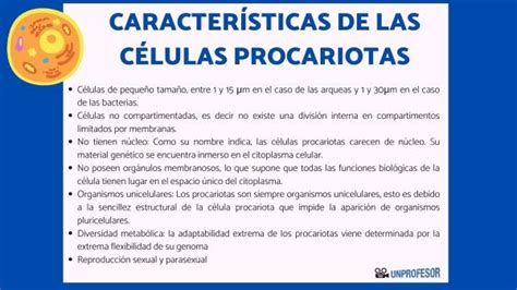 Caracter Sticas De Las C Lulas Procariotas Estructurales Y Funcionales