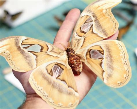 Atlas Moth Restoration | real framed beetle displays