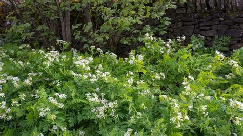 7 Best Plants for a Forest Garden — Add a Beautiful, Semi-Wild Feel ...