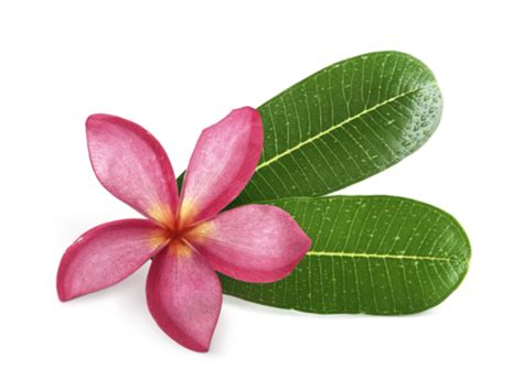 Flores Hawaianas Png Para Descargar Gratis