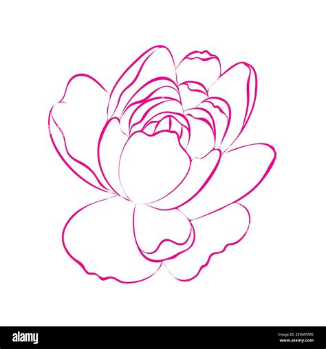 Outline Peony Flower Isolated On White Background Pink And White