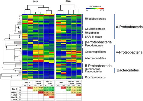 Heatmap Showing The Relative Abundances And Activity Of The Top 58 Otus Download Scientific