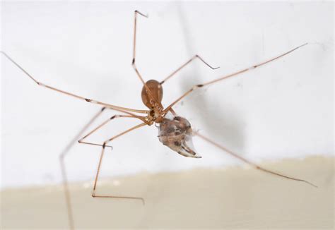 Eyes On Stalks Daddy Long Legs Spider Uk