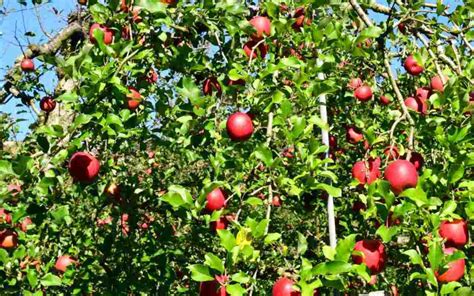 Alberi Da Frutto Da Piantare A Marzo Ecco Quali Sono