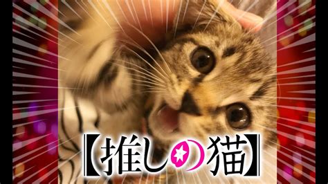 【猫動画】推しの猫〜にゃんともパレード〜猫動画猫295 Youtube