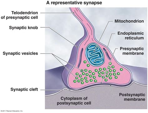 Representative Synapse Cell Diagram Nerve Cell Pearson Education