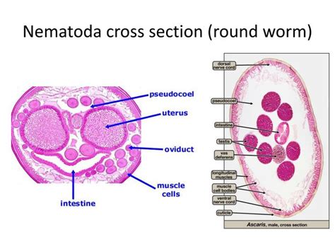 Ppt Comparing Flat Round And Segmented Worms Powerpoint