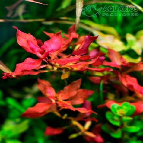 Ludwigia Sp Mini Super Red Aquários Plantados