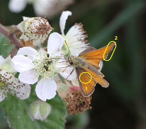 Skipper Butterfly Identification - WingSearch2020