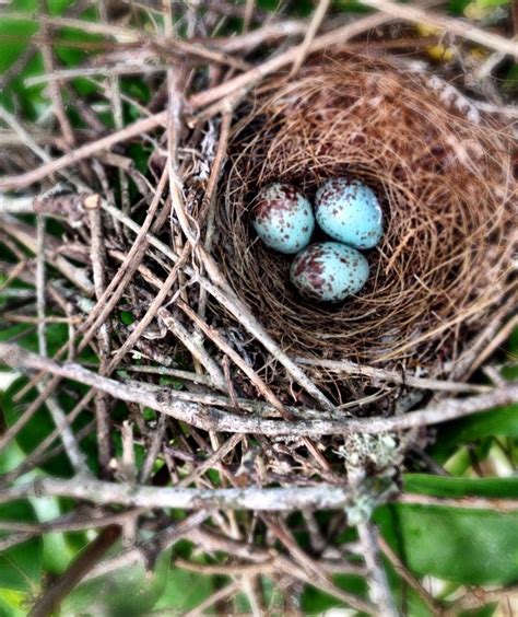 Mockingbird nest.