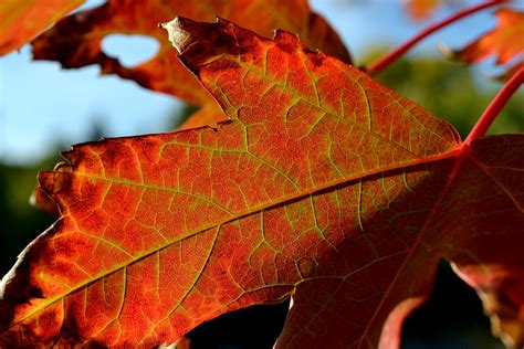 anatomy   changing leaf jonathan bloy