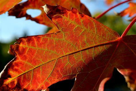 Anatomy of a changing leaf | Jonathan Bloy