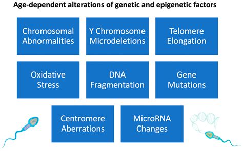 Genes Free Full Text Impact Of Advanced Paternal Age On Fertility