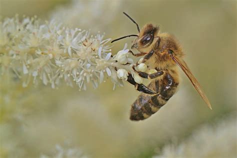 Royalty Free Photo Macro Photography Yellow And Black Honey Bee On