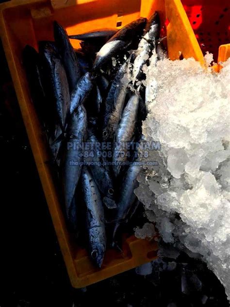 Frozen Bullet Tuna Pinetree Vietnam Seafood Exporter Sale