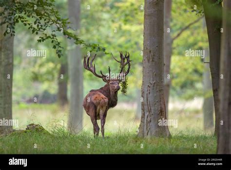 Red Deer Cervus Elaphus Stag In Forest With Grass Vegetation Hanging