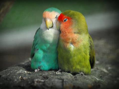 Cute Love Birds Cool Wallpapers | Eazy Wallpapers