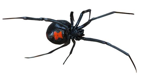 What Attracts Spiders To Your Home Preventive Pest Control