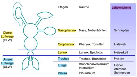 Infektionen Der Atemwege Karteikarten Quizlet