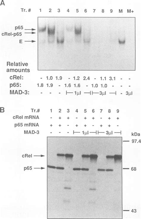 Inhibition Of C Rel P65 Rela Dna Binding Activity By Ikb A A Emsa